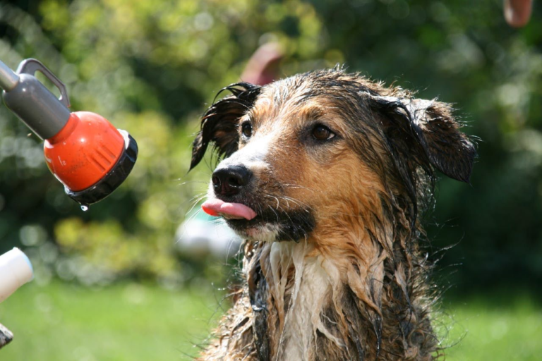 5 Ways to Make Bath Time Easier for Your Pet