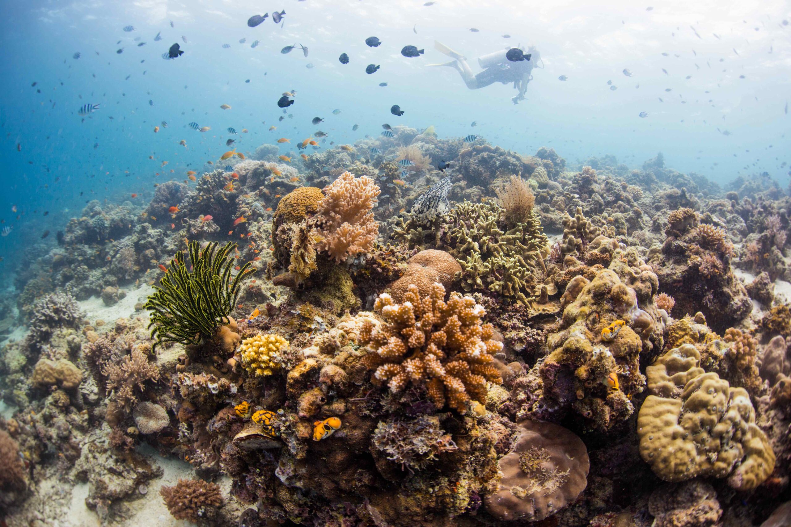 The Future of Our Oceans: 5 Innovative Strategies for Coral Recovery